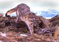 703 - SNOW LEOPARD ON THE PROWL - EDWARDS DAVID L - wales